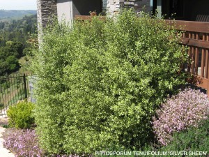 Pittosporum tenuifolium 'Silver Sheen' 1